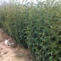提供7公分大葉女貞價(jià)格 10公分大葉女貞價(jià)格 江蘇大葉女貞產(chǎn)地