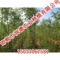 邯鄲柳樹【邯鄲潤德農業(yè)】柳樹價格