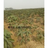 大量供應(yīng)地徑2－3cm七葉樹