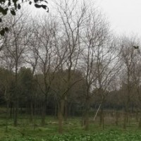 大量供應(yīng)各種規(guī)格紅白玉蘭,烏桕,無(wú)患子