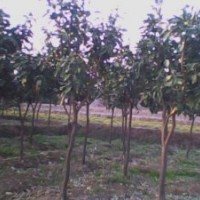 供應4-8公分香泡樹小苗，湖南精品香泡樹小苗，小苗種植基地