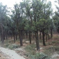 供應湖南精品香泡樹，15公分原生香泡樹，實惠多多