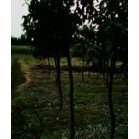 供應15公分全冠香泡樹，野生香泡樹，湖南香泡樹基地