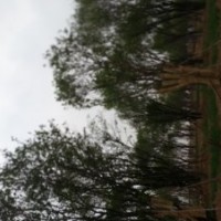 銷(xiāo)售各類綠化苗木茶條槭,山杏,國(guó)槐