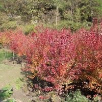 優(yōu)惠銷售米徑10至12公分美國園藝紅楓秋火焰