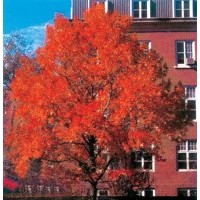 北美紅櫟價(jià)格 最新紅櫟價(jià)格