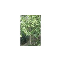 馬褂木8-15公分