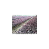 特好紅繼木