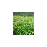 木荷批發(fā)、批發(fā)6至12公分木荷