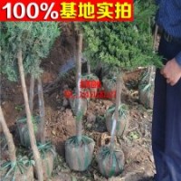 供應(yīng)高桿地龍 高接地龍柏 高桿