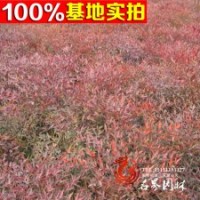 火焰南天竹盆栽 紅天竹 可觀葉