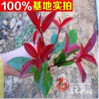 紅葉石楠 羅賓斯 火焰 各種規(guī)格