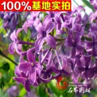 供應(yīng) 紫丁香 香飄十里 規(guī)格齊全