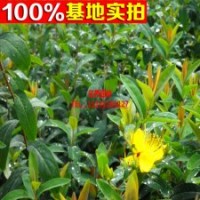 ] 出售綠化優(yōu)質(zhì)彩葉 金絲桃 規(guī)格齊全