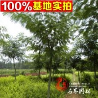 合歡基地大量批發(fā)供應(yīng)各種規(guī)格合歡