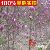 基地出售 各種規(guī)格二喬玉蘭，冠大