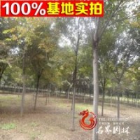 優(yōu)質(zhì)櫸樹 紅櫸 紅櫸小苗 數(shù)量大