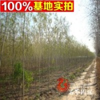 供應(yīng)速生柳樹 美國竹柳 竹柳小苗