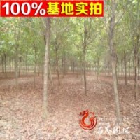 園林綠化用梧桐樹 梧桐 價格低