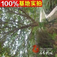 基地常年供應(yīng) 構(gòu)樹 小苗 工程苗