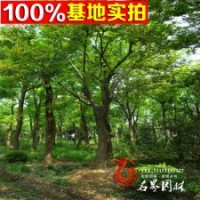 綠化喬木 黃連木 實(shí)生嫁接黃連木