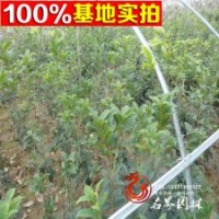 供應(yīng)桂花/金桂/苗木基地/綠化苗