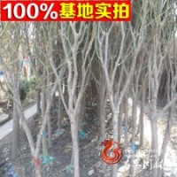批發(fā)工程綠化苗 青楓 盆栽庭院