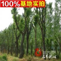 蘇北基地常年批發(fā)優(yōu)質(zhì)皂角價格合理
