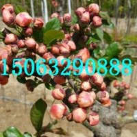 滿堂紅海棠價格，滿堂紅海棠圖片，臨沂北美海棠研究所