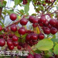 山東紫色王子海棠，紫色王子海棠接穗，王族海棠