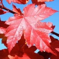 供應(yīng)紅豆杉，紅楓，金葉復(fù)葉槭