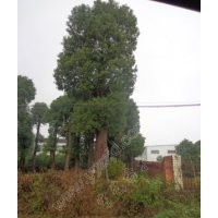 55公分大型移栽香樟樹，移栽三年以上精品香樟樹