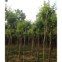 供北欒，杜梨，流蘇，櫻花，五角楓，青桐