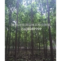楸樹基地
