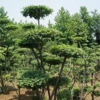 2015年供應叢生女貞造型，苗圃直銷
