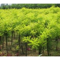 供應用于園林綠化的出售叢生金枝槐 金葉槐量大質(zhì)優(yōu)