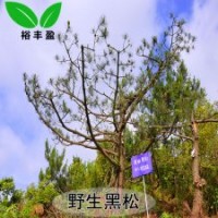 野生日本黑松精品造型黑松工程樹景觀樹