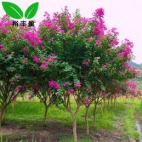 高桿紫薇湖南苗圃直銷紅紫薇工程樹行道大樹