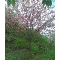 浙江省余姚市大嵐鎮(zhèn)櫻花紅楓海棠直銷！