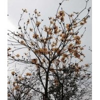 大量南洋楹，黃花風(fēng)鈴木供應(yīng)