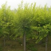 金葉榆 香花槐 速生柳 垂柳 旱柳 饅頭柳 刺槐 國(guó)槐 白蠟 白榆 火