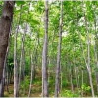 提供15公分18公分20公分杜仲價格 南京杜仲產(chǎn)地