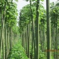 提供米徑10公分青桐價(jià)格 12公分青桐價(jià)格 南京青桐產(chǎn)地