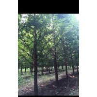 供應(yīng)規(guī)格齊全的水杉 意楊