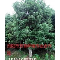 楊梅樹(shù) 移栽楊梅樹(shù) 多桿楊梅樹(shù) 15公分欏木石楠 15公分楊梅樹(shù)