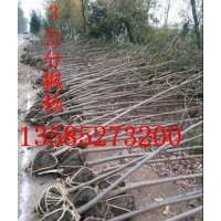 直銷2-10公分楓楊價(jià)格報(bào)價(jià)/江蘇基地楓楊價(jià)格報(bào)價(jià)