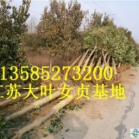 8公分大葉女貞價(jià)格報(bào)價(jià)、江蘇產(chǎn)地大葉女貞價(jià)格報(bào)價(jià)