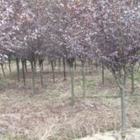 紅葉李價(jià)格更新，優(yōu)質(zhì)紅葉李價(jià)格報(bào)價(jià)