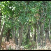 絲棉木、雞爪槭、木瓜、櫻花、紫荊、紫薇