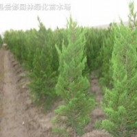 常綠綠化苗木-高桿龍柏地柏、沙地柏、扶芳藤、紅花繼木
